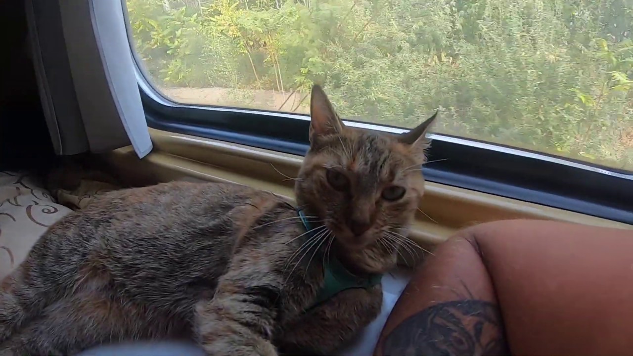 Cat NALA - train ride into Tbilisi 🚂🚃🚃🚃