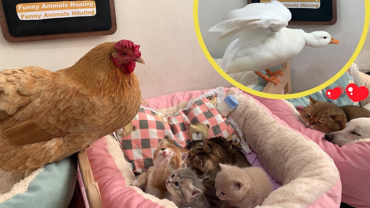 So funny! The puppy invited a hen and a duck to be the kittens' teachers! A lovely and happy family!