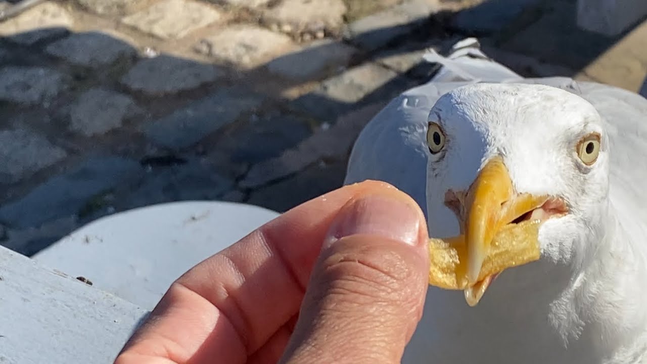 Hungry Seagulls of Liverpool