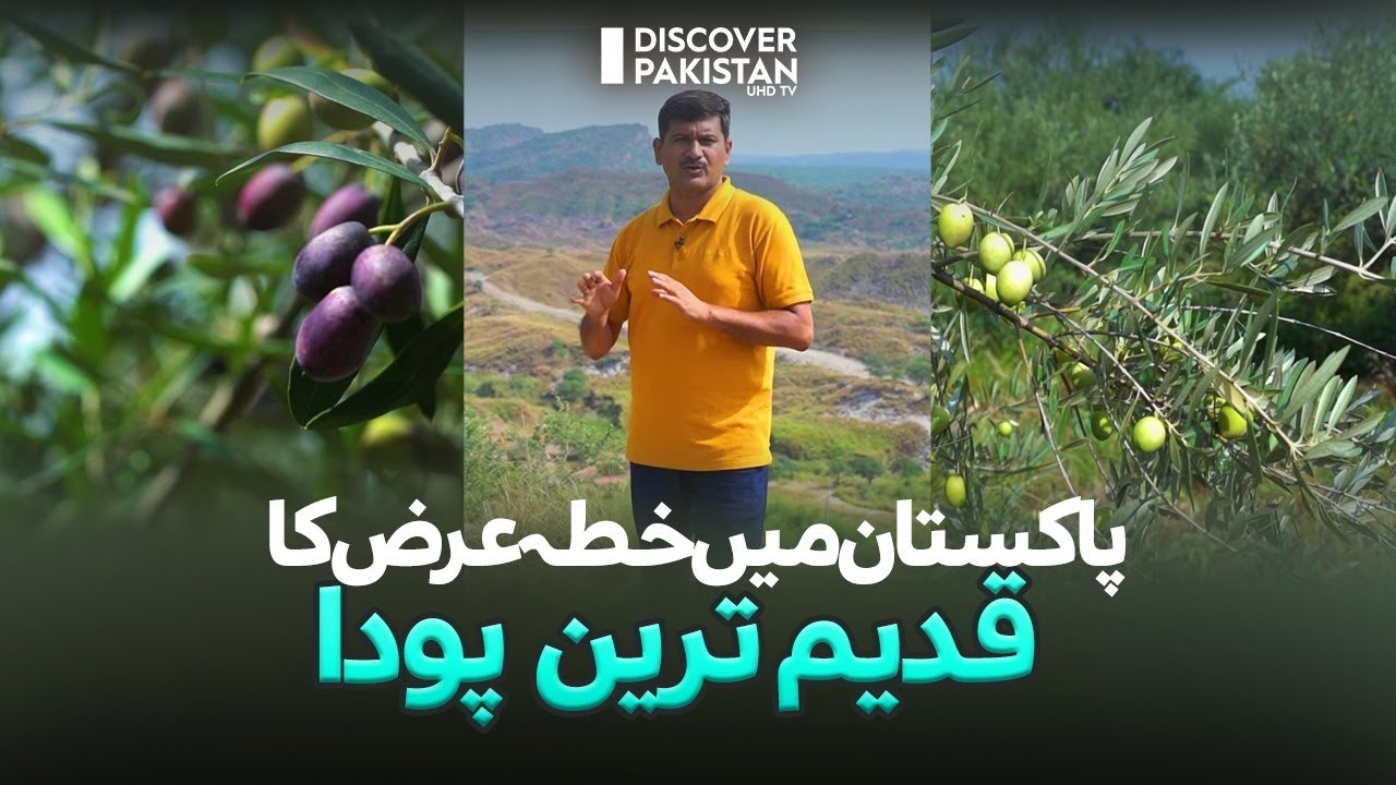 The Oldest Plant of the Region Olive in Pakistan | Kisan Ka Pakistan | Discover Pakistan