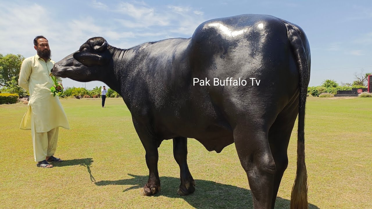 Top Line Bulls || High Milking Nili Ravi Buffalo Bull Semon || CEB G SPU