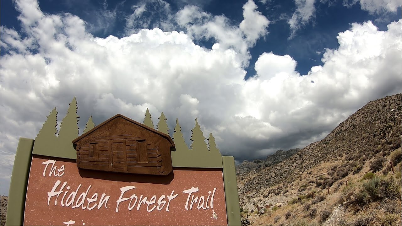 TACOMA TRAILS: Hidden Forest Trail ((Hike to the Game Wardens Cabin))