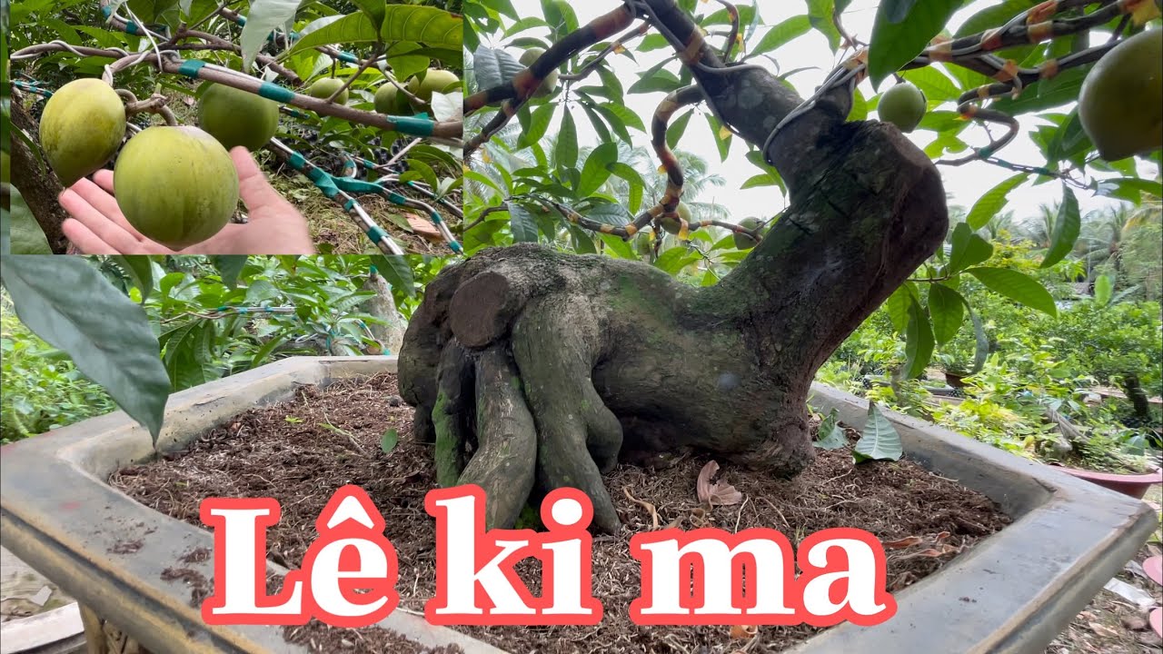 Xem và Gl ,một số cây Lê ki ma trái đẹp ở vườn anh Sơn lh 0931852619