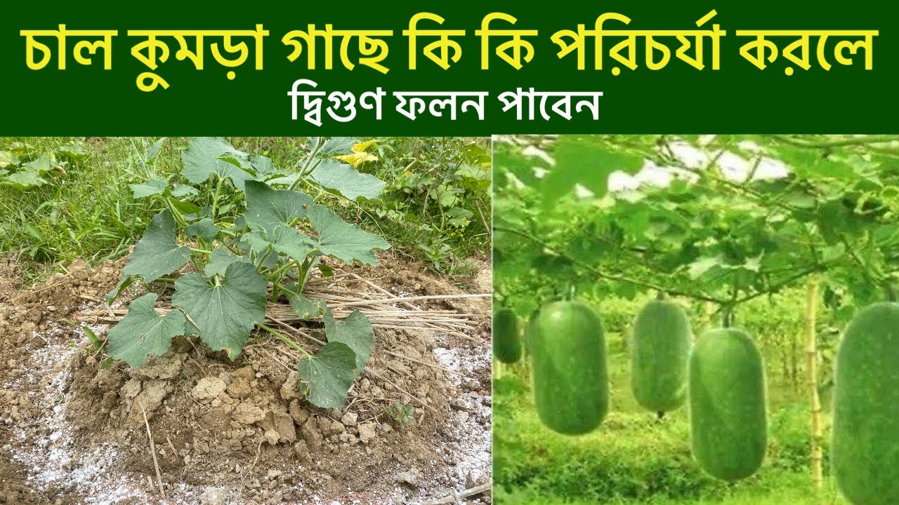 চাল কুমড়া গাছে কি কি পরিচর্যা করলে দ্বিগুণ ফলন পাবেন। All information winter melon plant