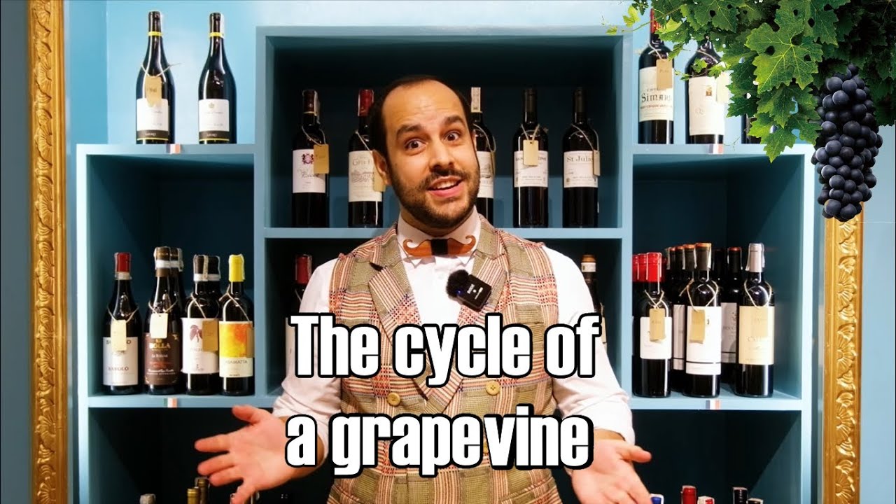 The cycle of a grapevine