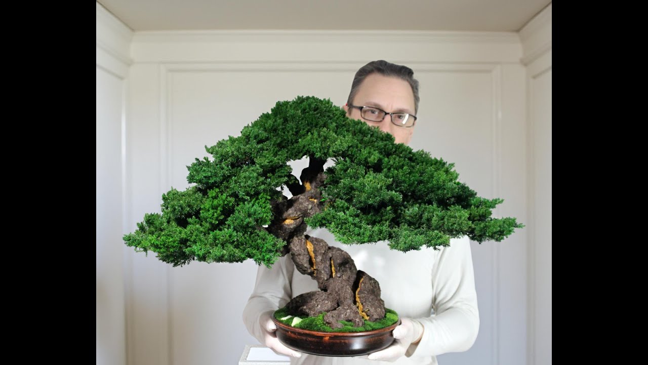 The best interior decor - preserved Bonsai Tree. 20,08