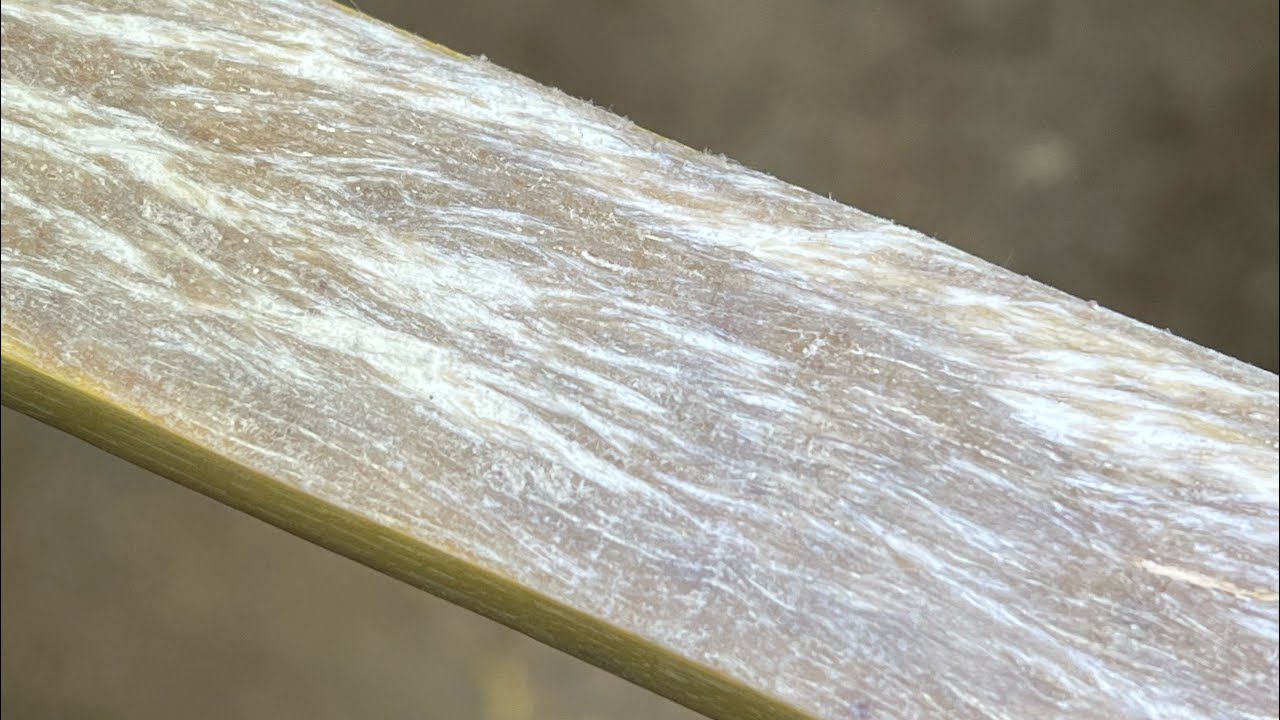 Sinew and Titebond 3, by Forrest Shattuck, Golden Wood Bows