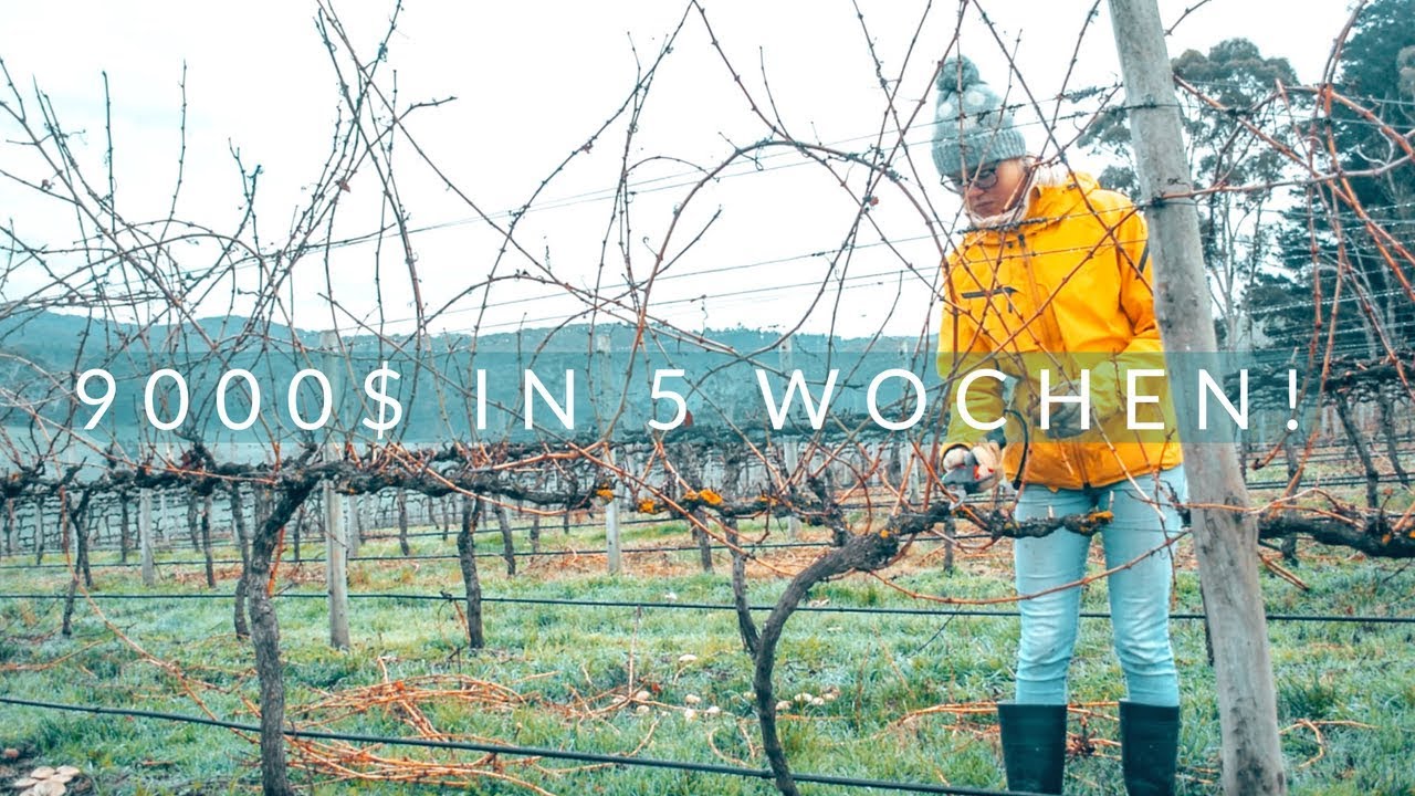 PRUNING IN DEN ADELAIDE HILLS - bester Work and Travel Job!