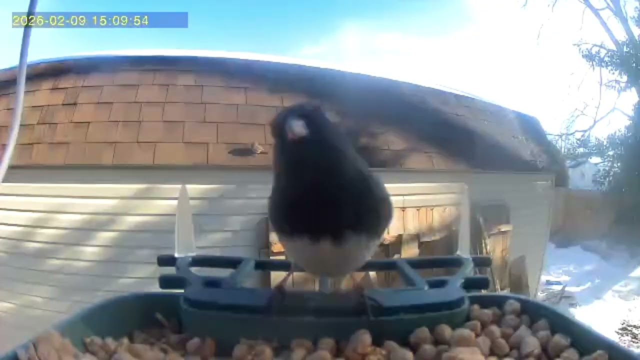 A lot of action at the birdfeeder today