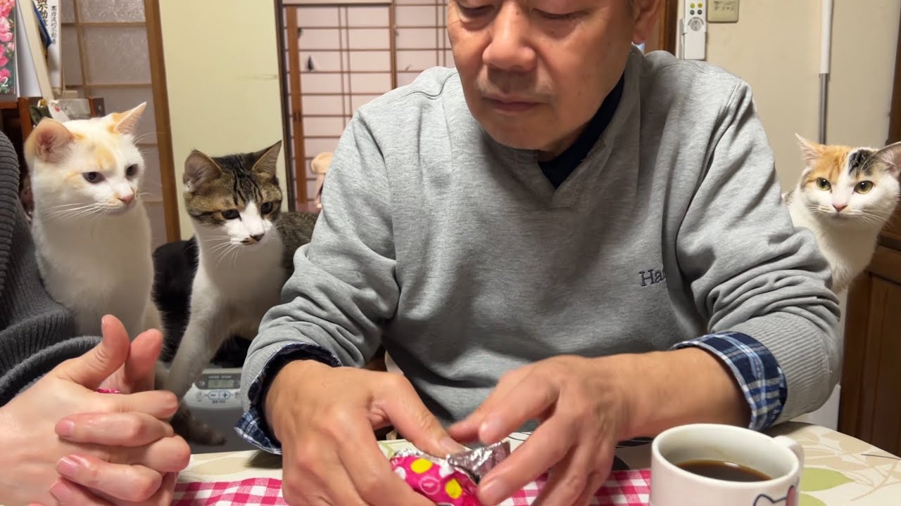 キティちゃんチョコエッグ開封してみた！猫たちも興味津々！