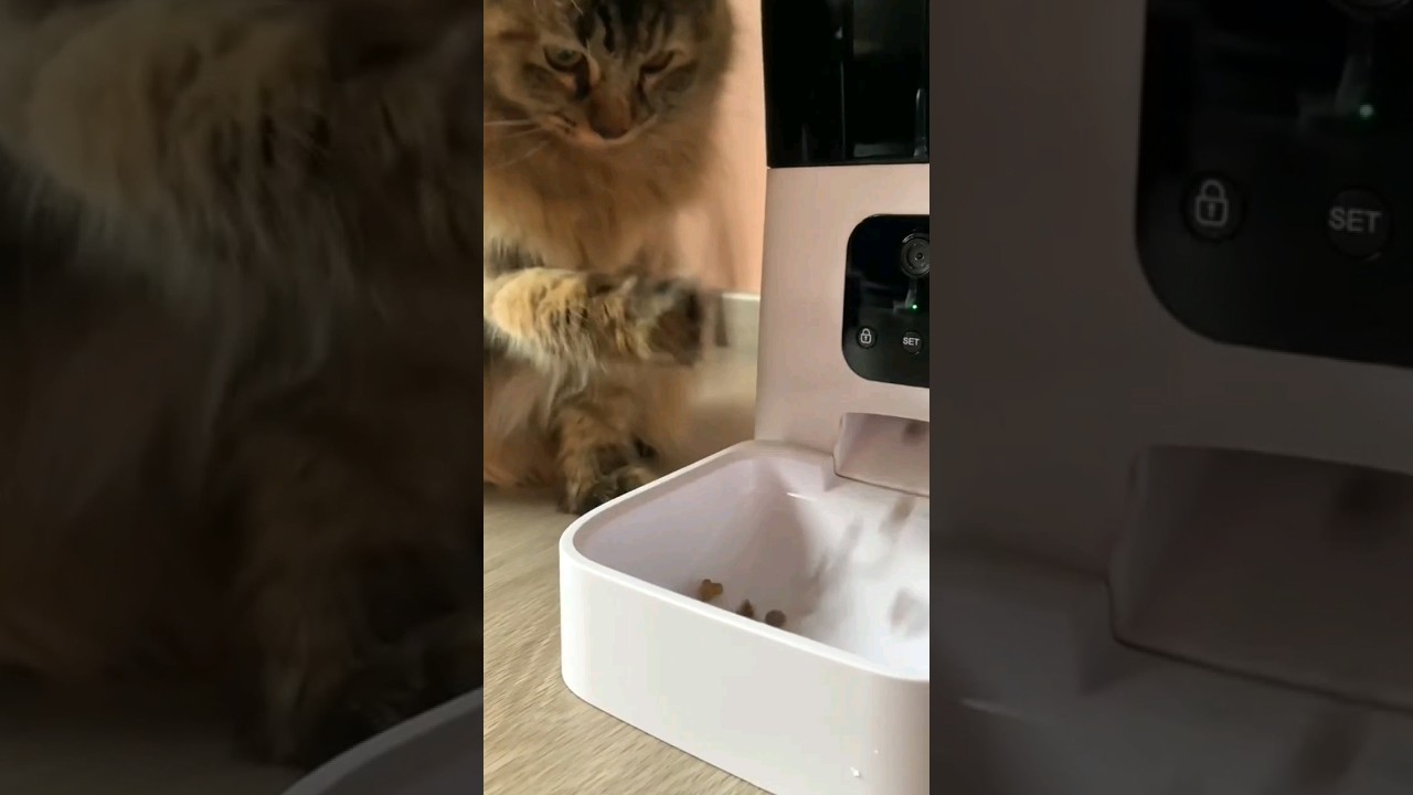 6L Automatic Smart Pet Cat Feeder with Camera