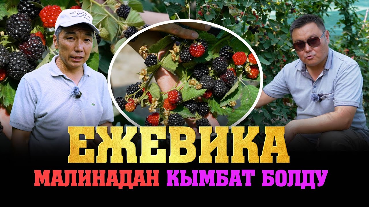 Ежевика кандай өсөт? Түшүмдүүлүгү кандай болот? Сатуу жолдору? Малинадан кандай айрымасы бар?