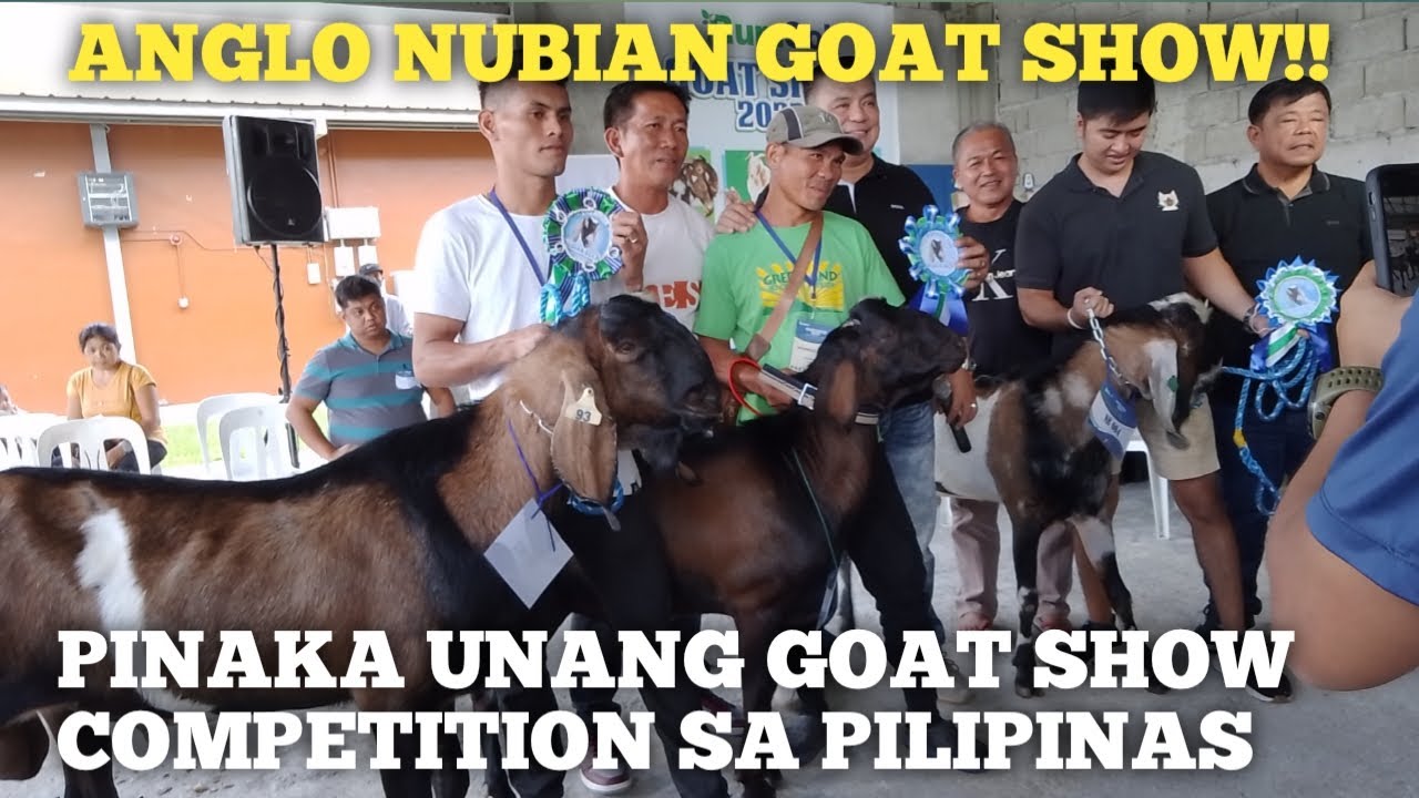 Anglo Nubian Buck and Doe Goat show Competition..