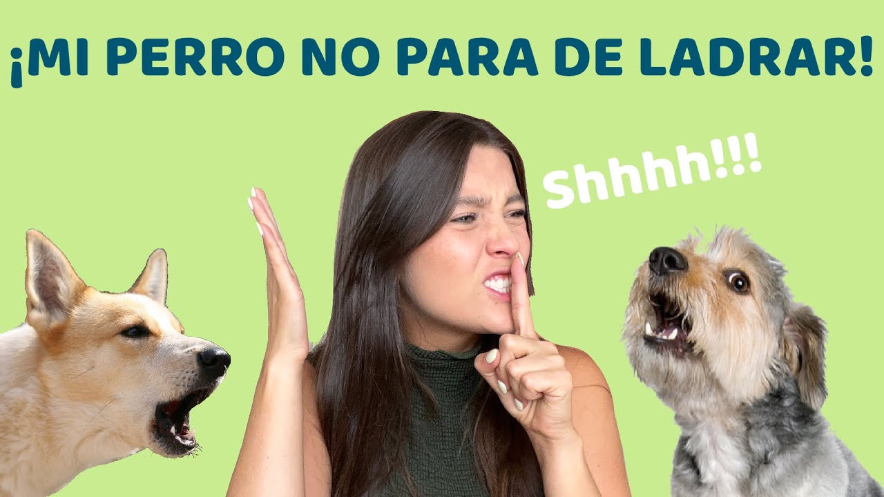 CÓMO EVITAR QUE MI PERRO LADRE - Lauvet