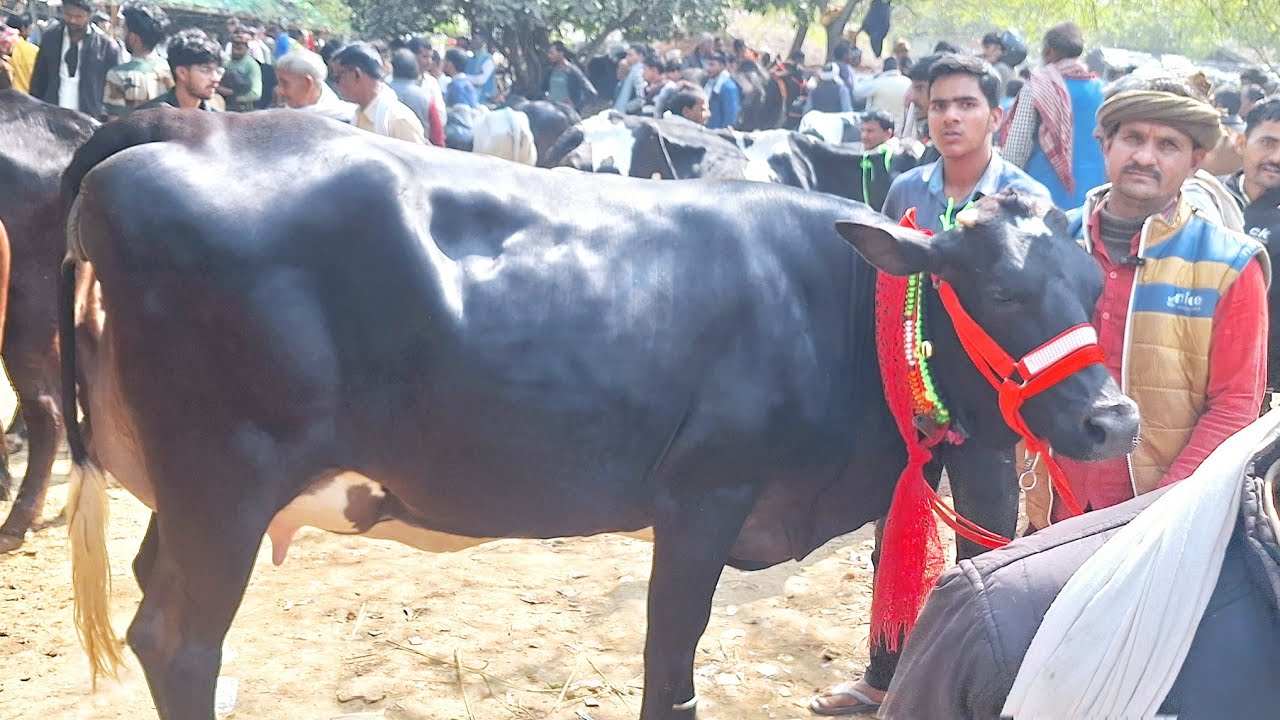 👌🌳 देखिए यूपी की सबसे सस्ती गाय मंडी जहाँ का रेट सुनकर चौंक जायेंगें || desicow | nariyakhera #cow 