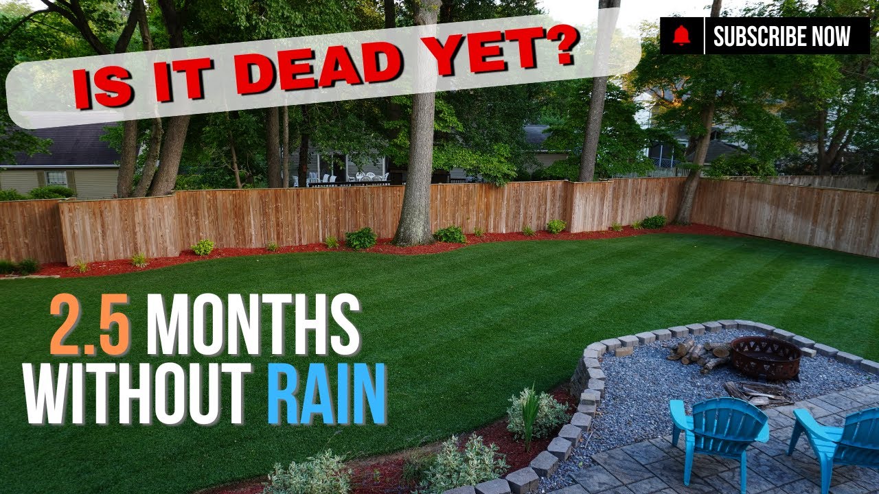 Surviving 106ºF and Drought With A Cool Season Lawn | Day 2