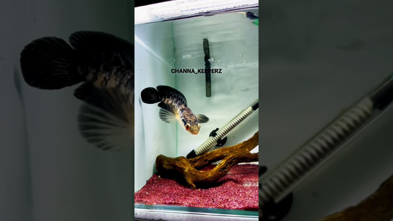 Channa maru red #channamaru #snakehead #hobby