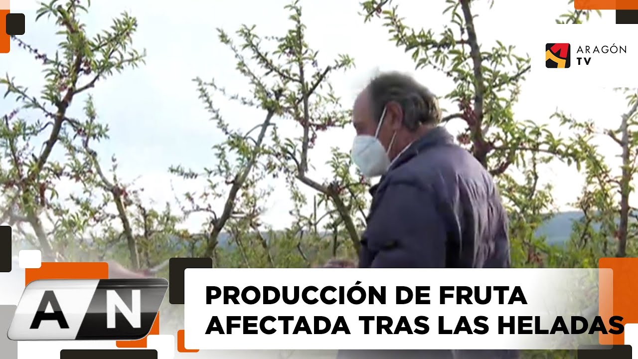 DA&Ntilde;OS EN LOS FRUTALES POR LAS HELADAS