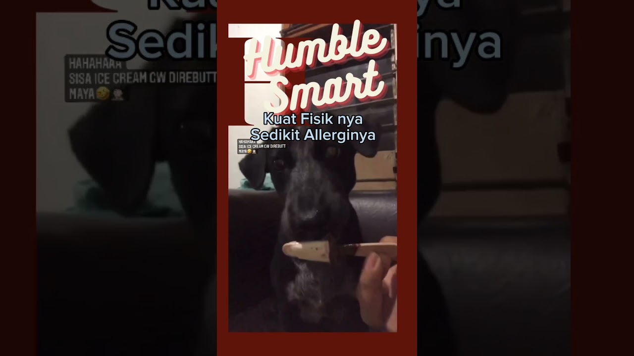 Unik Dan Lucunya Anjing Local Bali | Konoko Bali
