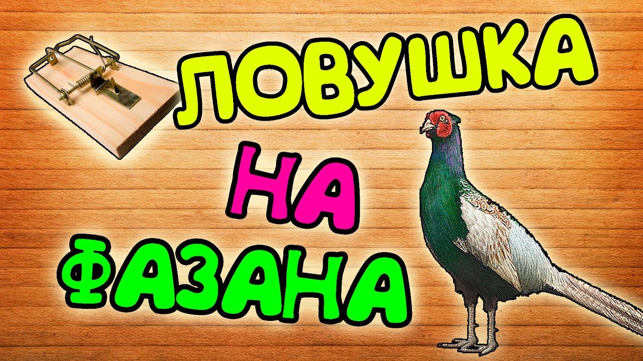 ЛОВУШКА НА ФАЗАНА ЗА 2 МИНУТЫ !!!
