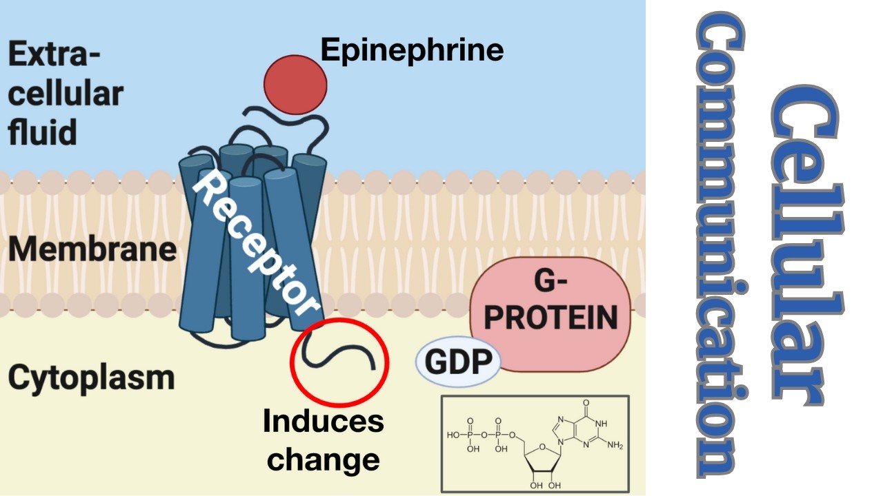 What AP Bio students MUST KNOW about Cell Communication!