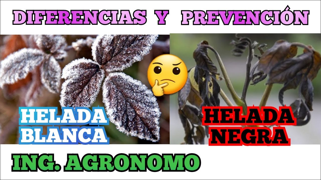HELADA BLANCA Y HELADA NEGRA. SUS DEFERENCIAS Y FORMAS DE PREVENCION. ING. AGRONOMO