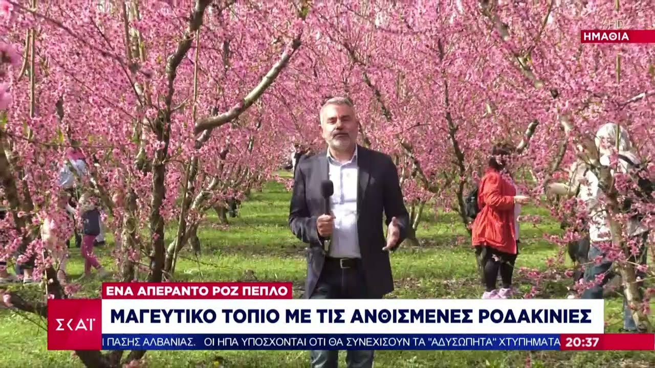 Μαγευτικό τοπίο με τις ανθισμένες ροδακινιές - Ένα απέραντο ροζ πέπλο | Βραδινό δελτίο | 16/03/2025