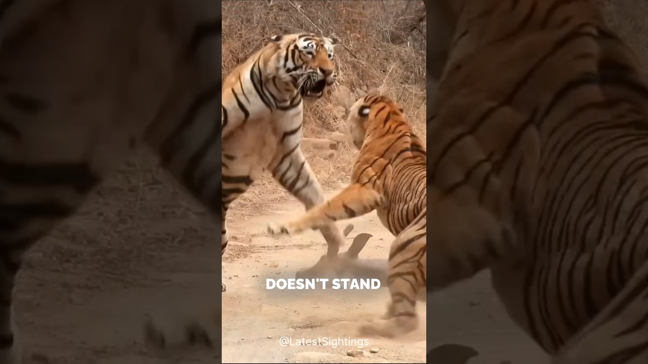 Two tigers fight. #shorts #tiger