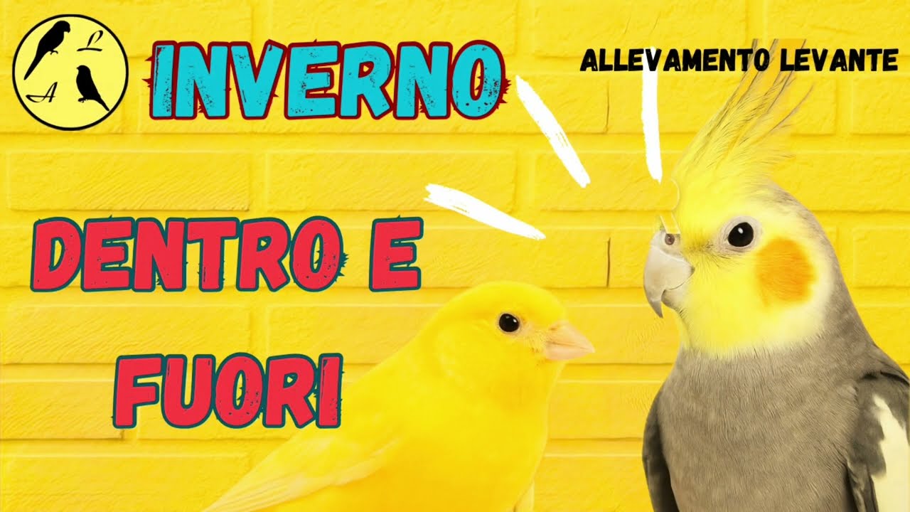 Inverno: come tenere pappagalli e canarini? Dentro o fuori?