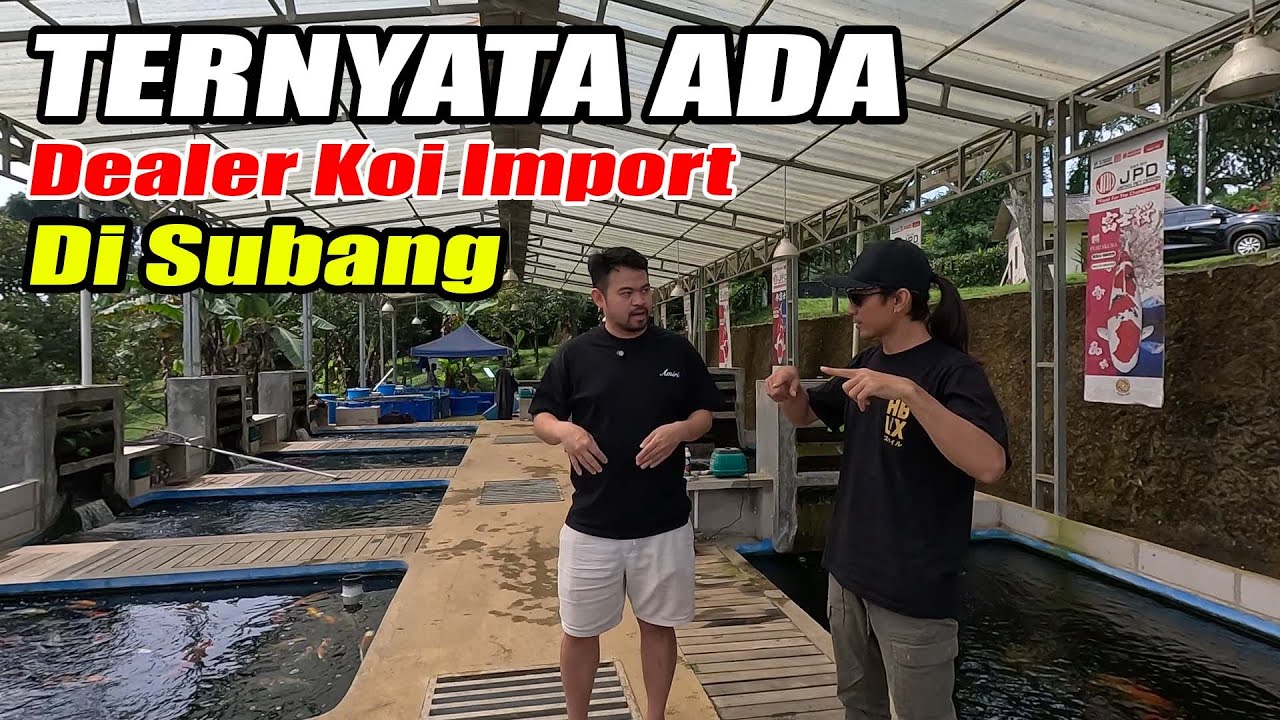 Ternyata Ada Dealer Koi Import Di Atas Bukit Subang | Coin Koi