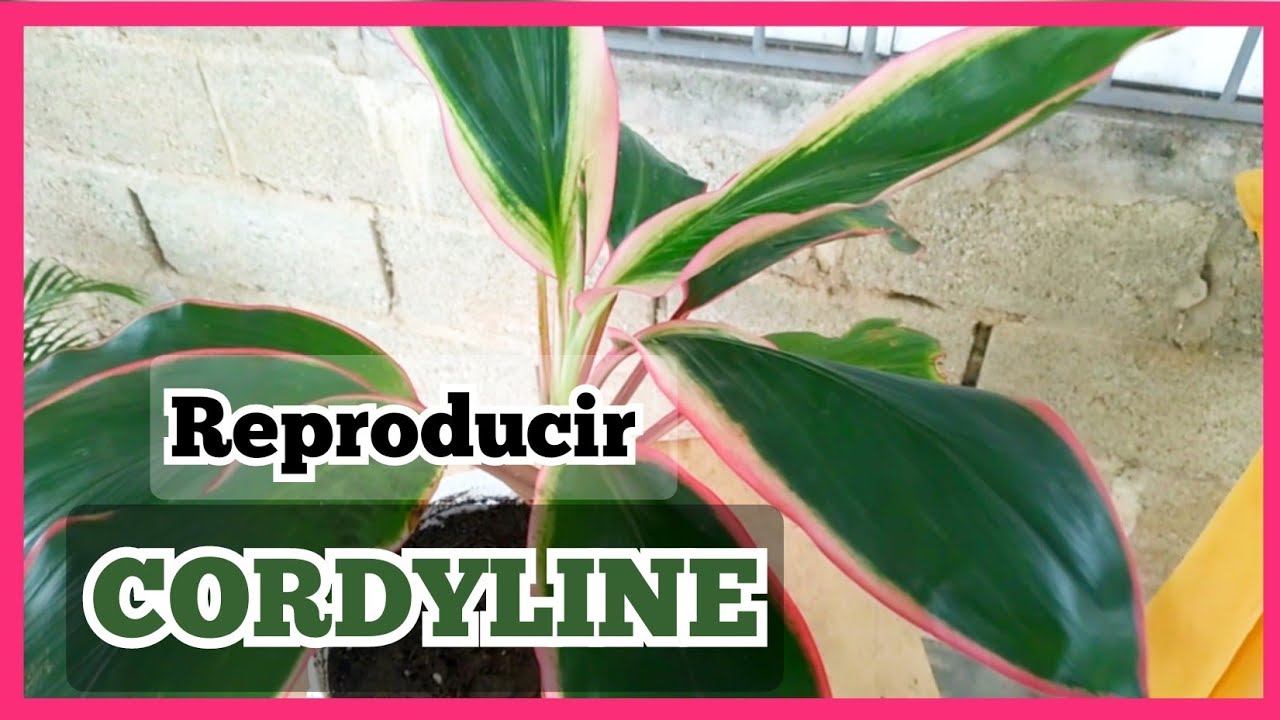 Como REPRODUCIR la CORDYLINE terminalis 🪴🤩