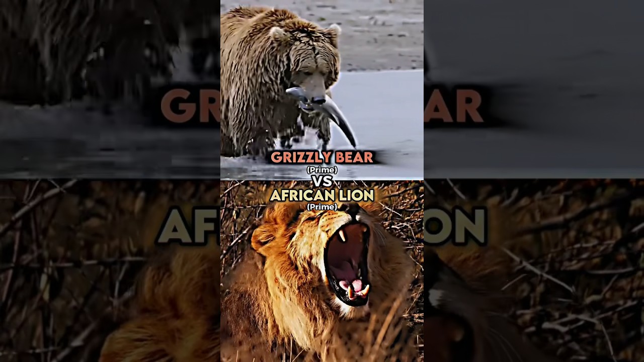 Grizzly Bear vs African Lion