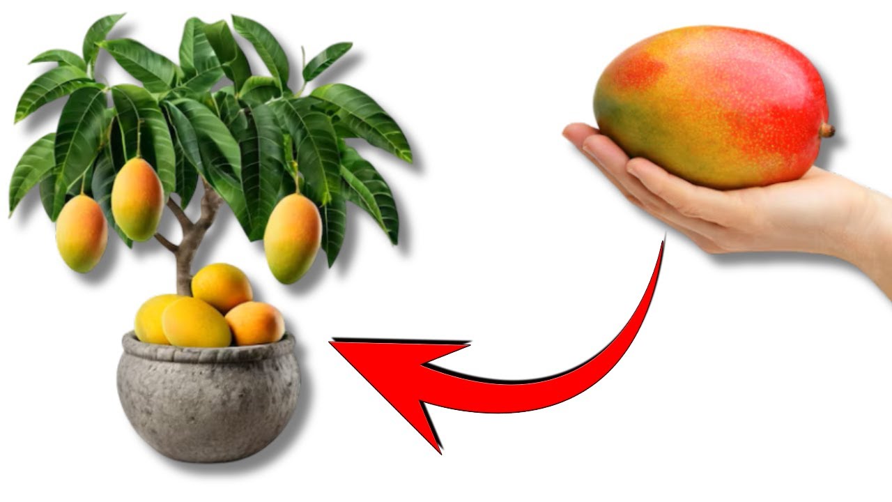 Tips For Growing MANGO Tree From Seeds