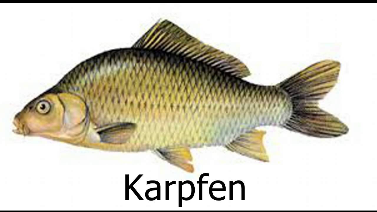 Einf&uuml;hrung in die Fisch Welt