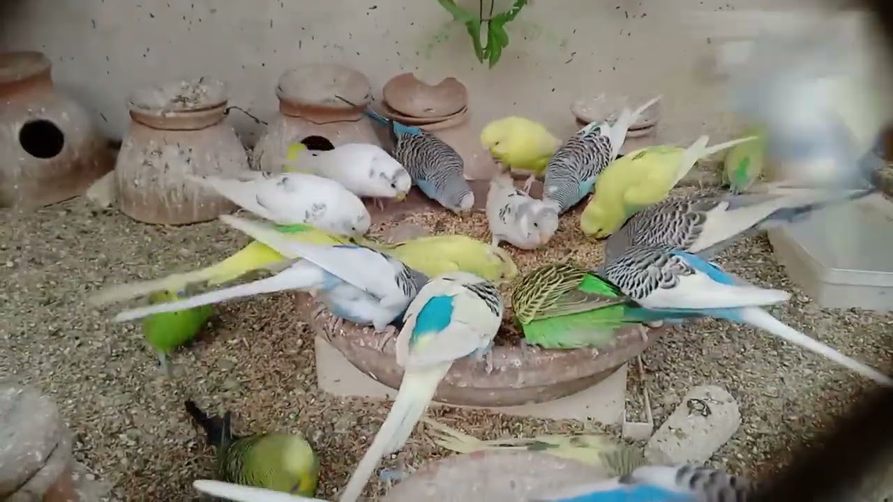 Cute Budgies Singing and Eating | Love Birds Breeding Pair | Budgies Family 🦜🐦😘🍞