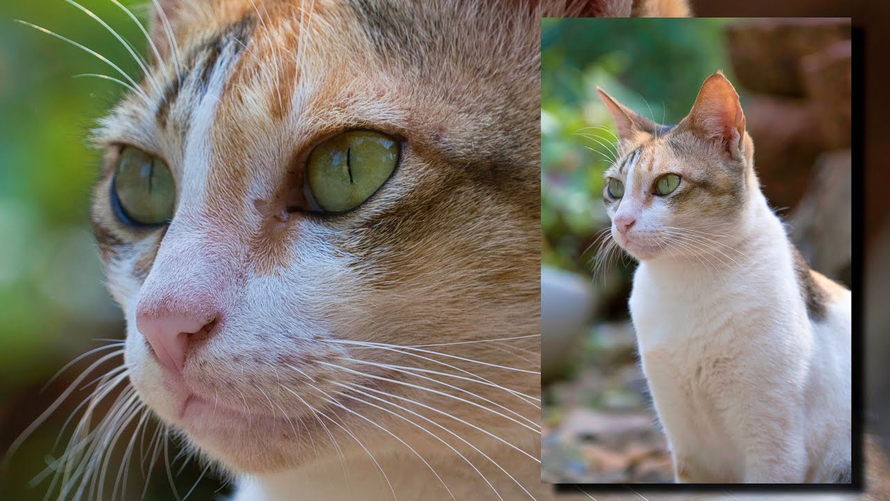 Kitty Cat & the Fuji 70-300 mm Lens