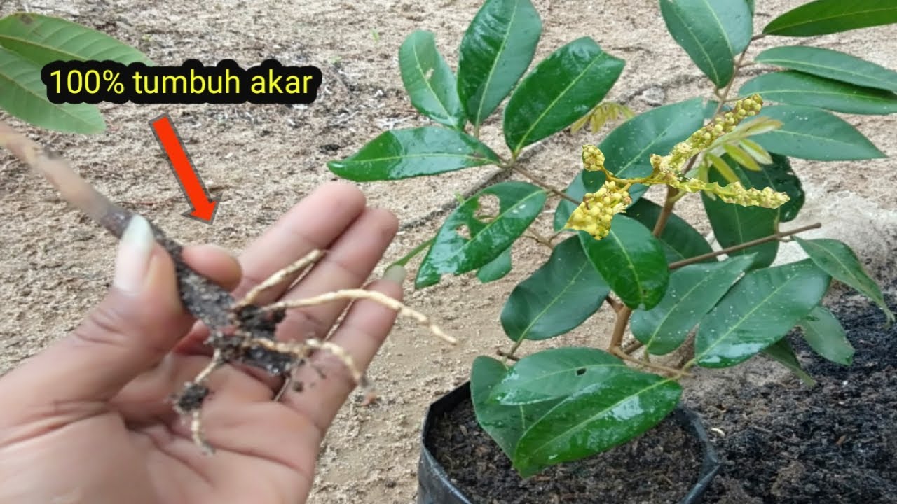 Teknik terbaru stek kelengkeng tanpa obat stek ternyata berhasil tumbuh akar