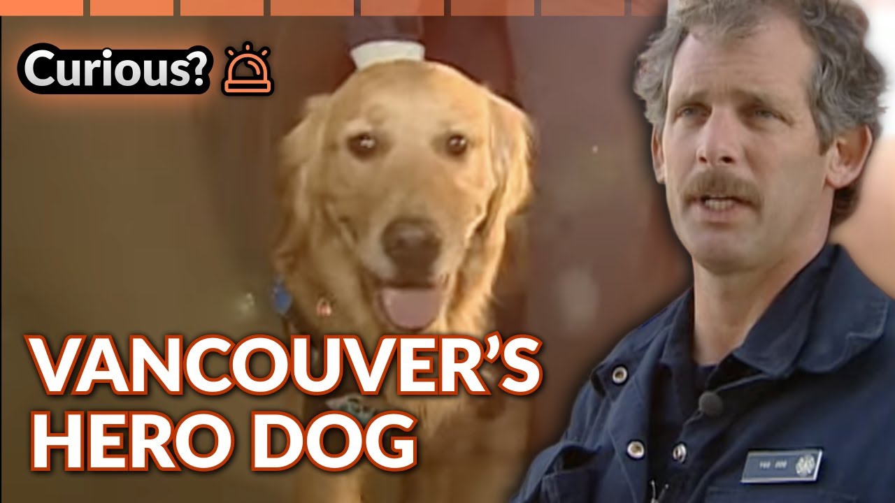 Earthquake Rescue Dog Trains for Real Danger | Dogs with Jobs
