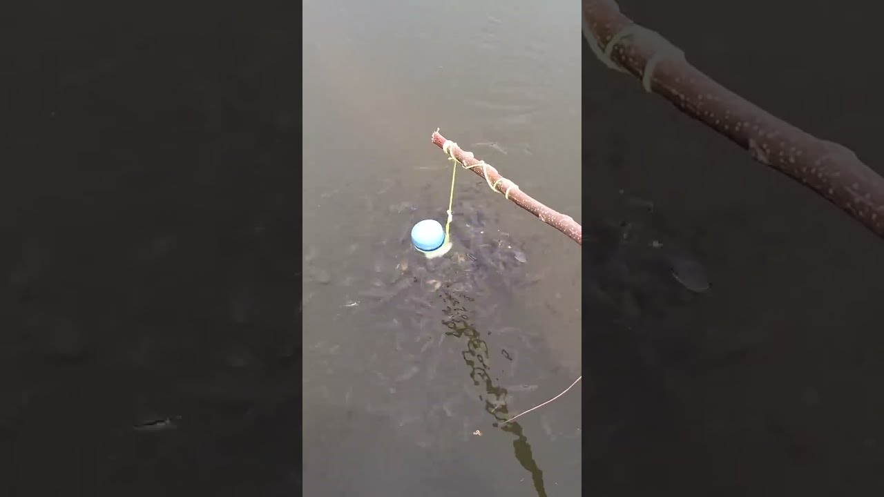 How to make a fish trap with plastic bottle - Awesome Life Hacks!  #fish