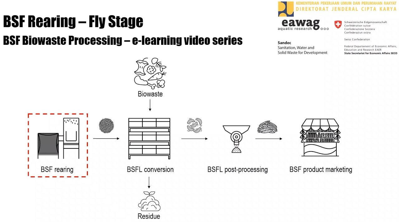 BSF Rearing - Fly stage - BSF Biowaste Processing e-learning video series