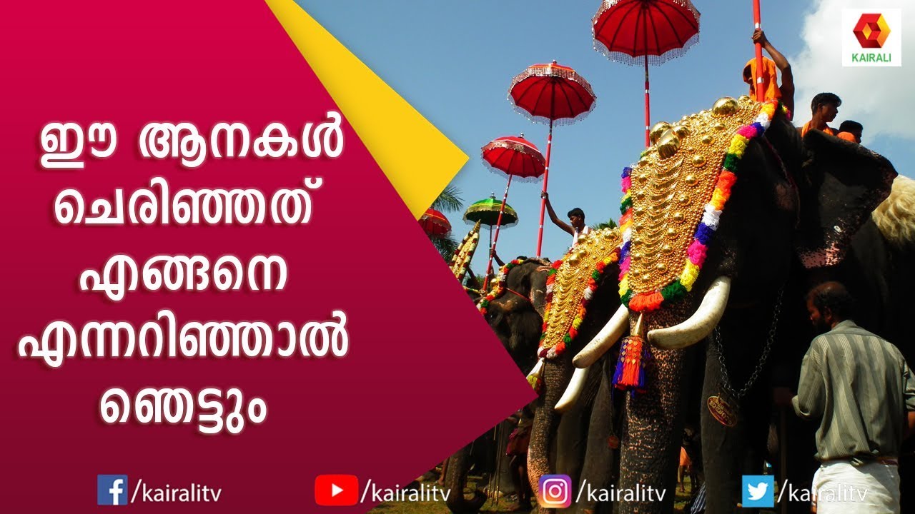 മമ്മൂട്ടിയുടെ വല്യേട്ടനിൽ അഭിനയിച്ച ആന ചെരിഞ്ഞത് എങ്ങനെ ? | E4 Elephant | Kairali TV