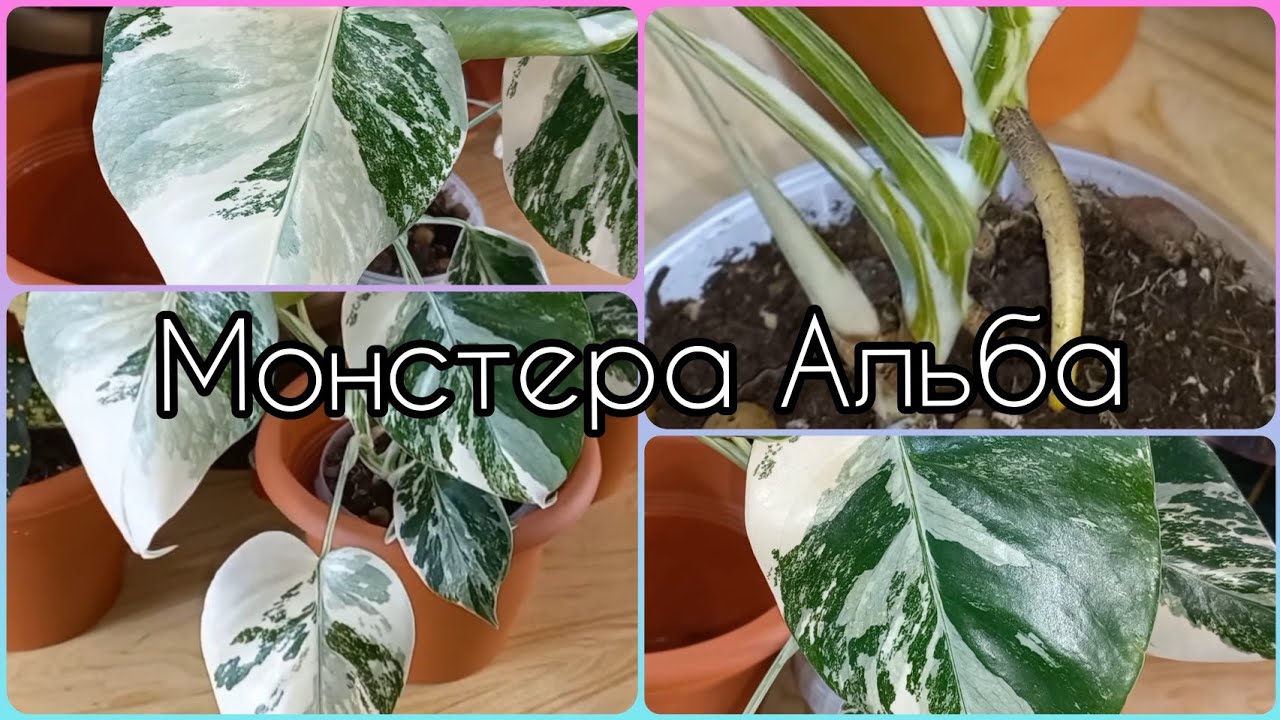 Монстера Альба🍀Уход🌹Содержание🍀Грунт🌹Полив🍀Освещение🌹Деликатесная🌹Борзигиана🍀Делициоза🌹Малая форма