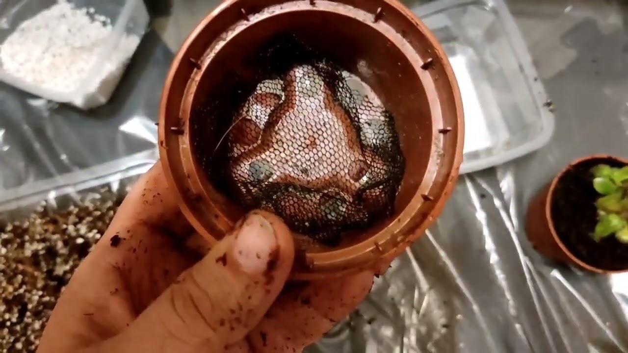 Цефалотус. Условия содержания. Пересадка.