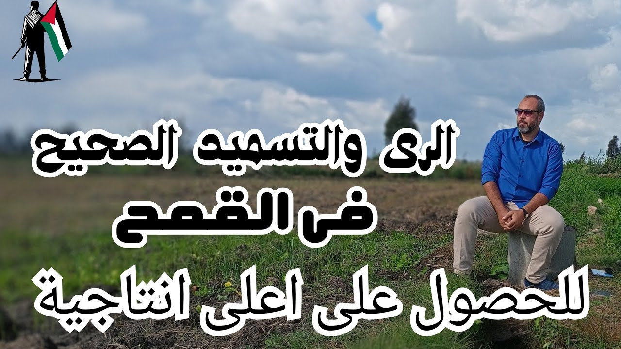 الرى والتسميد الصحيح فى القمح /لو عايزاعلى انتاجية من  الفدان ؟ طبق التوصيات الفنية الصحيحة المذكورة