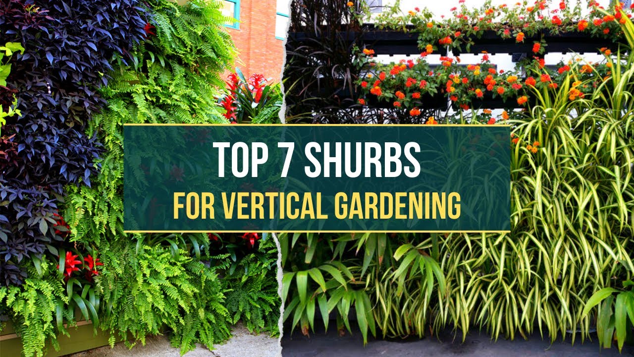 Shurbs for Vertical Gardens ✅ 7 Best Choices 😍