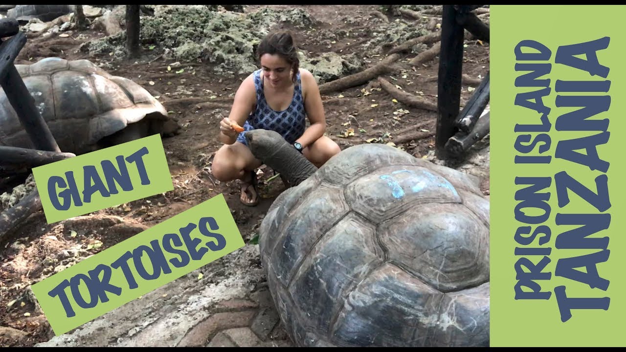 Riesenschildkröten auf Prison Island, Tansania - ein Tagesausflug auf Sansibar