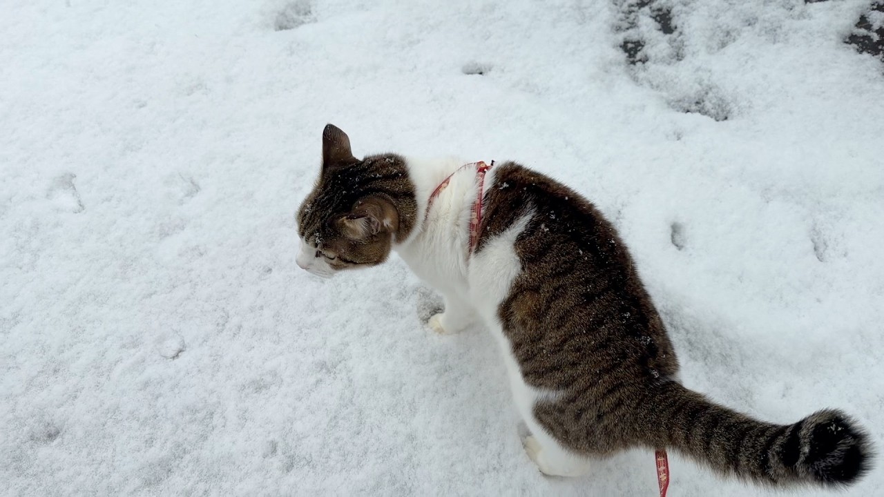 雪に挑むも寒過ぎて即撤退する猫たち