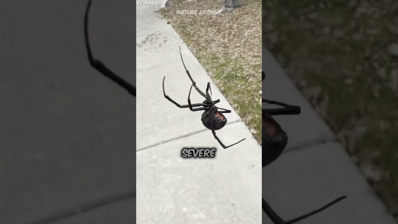 3 САМЫХ ОПАСНЫХ паука! 🕷️