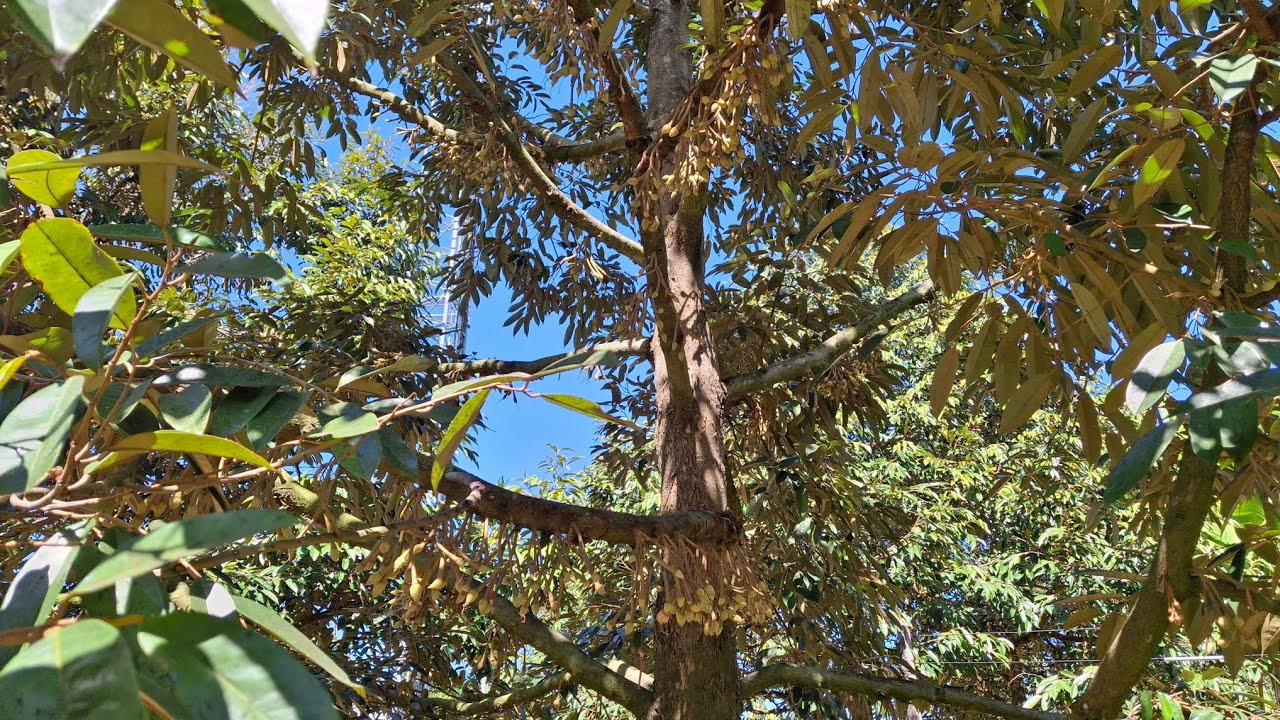 6 มกราคม 69ขยับน้ำเพิ่มปริมาณพร้อมปล่อยปุ๋ยไปกับระบบน้ำสุตร15-5-25