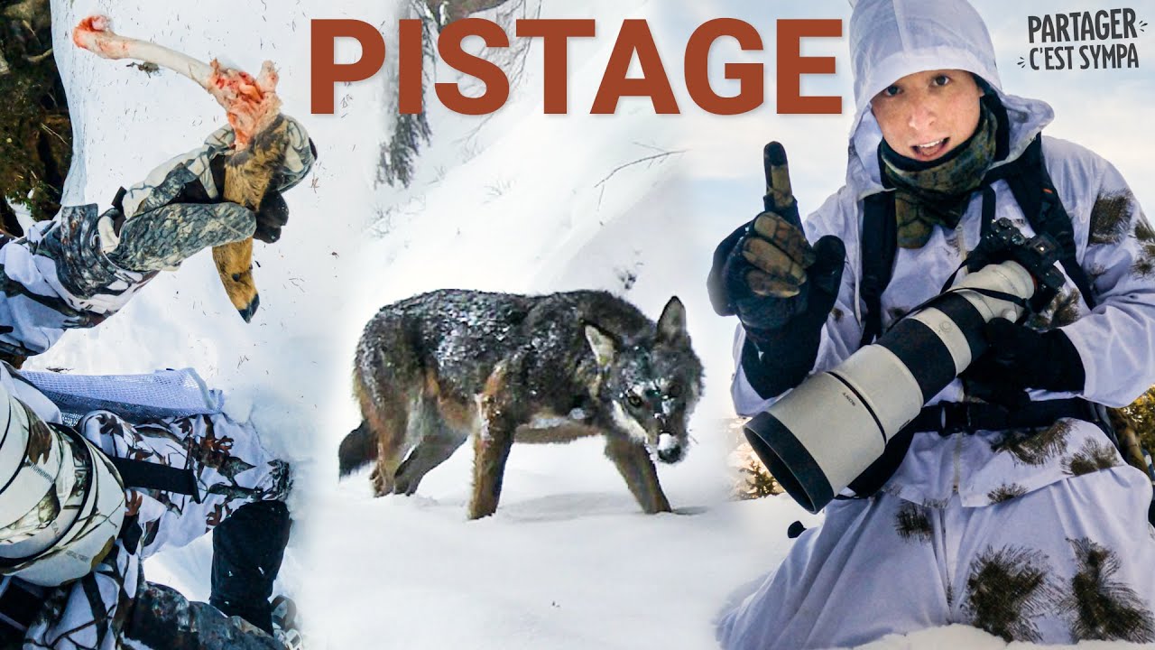 J'ai appris à Pister LE LOUP, ses proies... et son BRACONNIER 😱 ft. @AtmosphereSauvage